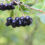 aronia-berries-aronia-melanocarpa-black-chokeberry-growing-garden-branch-filled-with-aronia-berries
