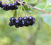 aronia-berries-aronia-melanocarpa-black-chokeberry-growing-garden-branch-filled-with-aronia-berries